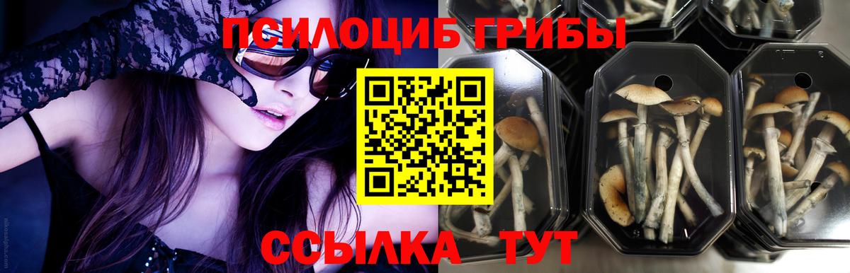 Псилоцибиновые грибы прущие грибы Клинцы